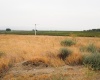 Hinzerling Rd., Prosser, Washington 99350, 0 , 0 ,0,Agricultural Land,For Sale,Hinzerling Rd.,0,287840