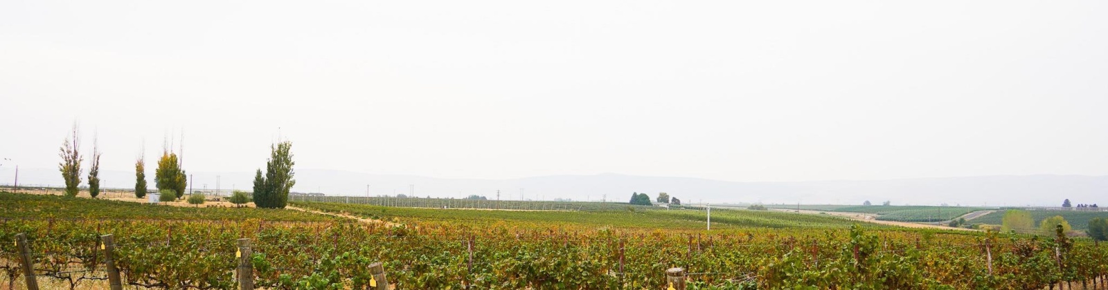 Hinzerling Rd., Prosser, Washington 99350, 0 , 0 ,0,Agricultural Land,For Sale,Hinzerling Rd.,0,287840