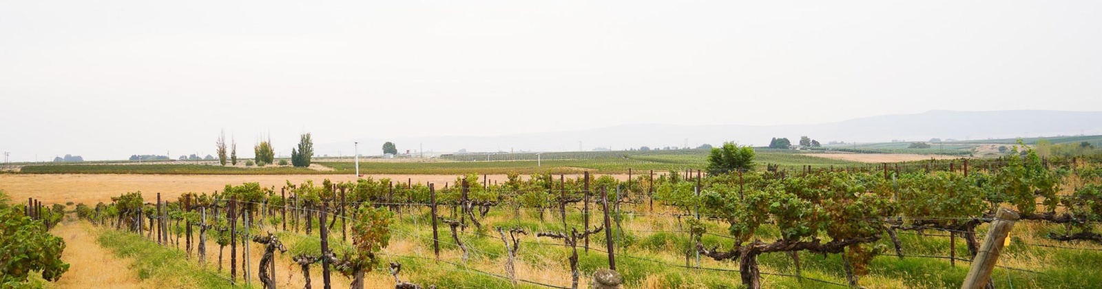 Hinzerling Rd., Prosser, Washington 99350, 0 , 0 ,0,Agricultural Land,For Sale,Hinzerling Rd.,0,287840