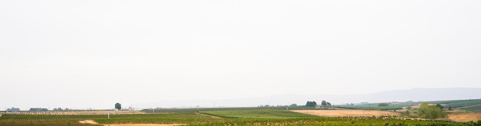 Hinzerling Rd., Prosser, Washington 99350, 0 , 0 ,0,Agricultural Land,For Sale,Hinzerling Rd.,0,287840