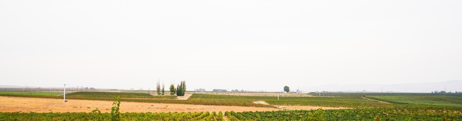 Hinzerling Rd., Prosser, Washington 99350, 0 , 0 ,0,Agricultural Land,For Sale,Hinzerling Rd.,0,287840