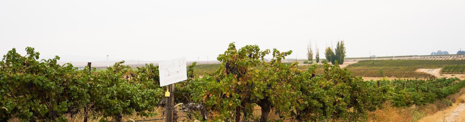 Hinzerling Rd., Prosser, Washington 99350, 0 , 0 ,0,Agricultural Land,For Sale,Hinzerling Rd.,0,287840