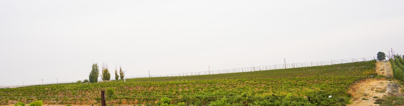 Hinzerling Rd., Prosser, Washington 99350, 0 , 0 ,0,Agricultural Land,For Sale,Hinzerling Rd.,0,287840