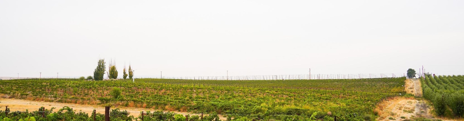 Hinzerling Rd., Prosser, Washington 99350, 0 , 0 ,0,Agricultural Land,For Sale,Hinzerling Rd.,0,287840