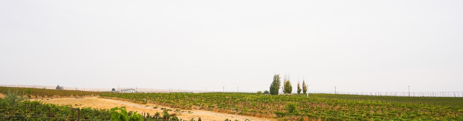 Hinzerling Rd., Prosser, Washington 99350, 0 , 0 ,0,Agricultural Land,For Sale,Hinzerling Rd.,0,287840