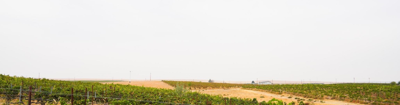 Hinzerling Rd., Prosser, Washington 99350, 0 , 0 ,0,Agricultural Land,For Sale,Hinzerling Rd.,0,287840