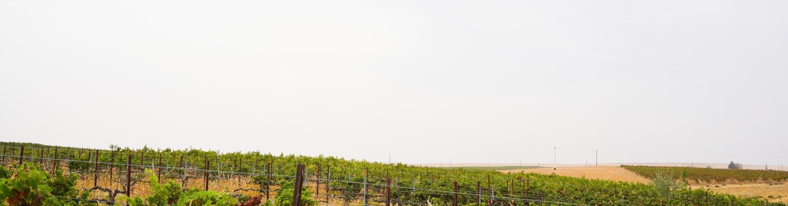 Hinzerling Rd., Prosser, Washington 99350, 0 , 0 ,0,Agricultural Land,For Sale,Hinzerling Rd.,0,287840