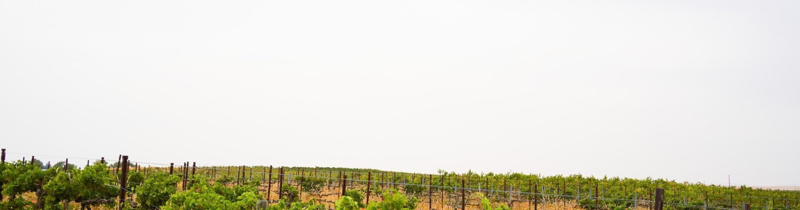 Hinzerling Rd., Prosser, Washington 99350, 0 , 0 ,0,Agricultural Land,For Sale,Hinzerling Rd.,0,287840