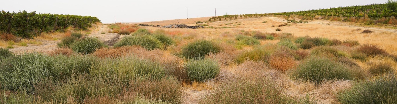 Hinzerling Rd., Prosser, Washington 99350, 0 , 0 ,0,Agricultural Land,For Sale,Hinzerling Rd.,0,287840