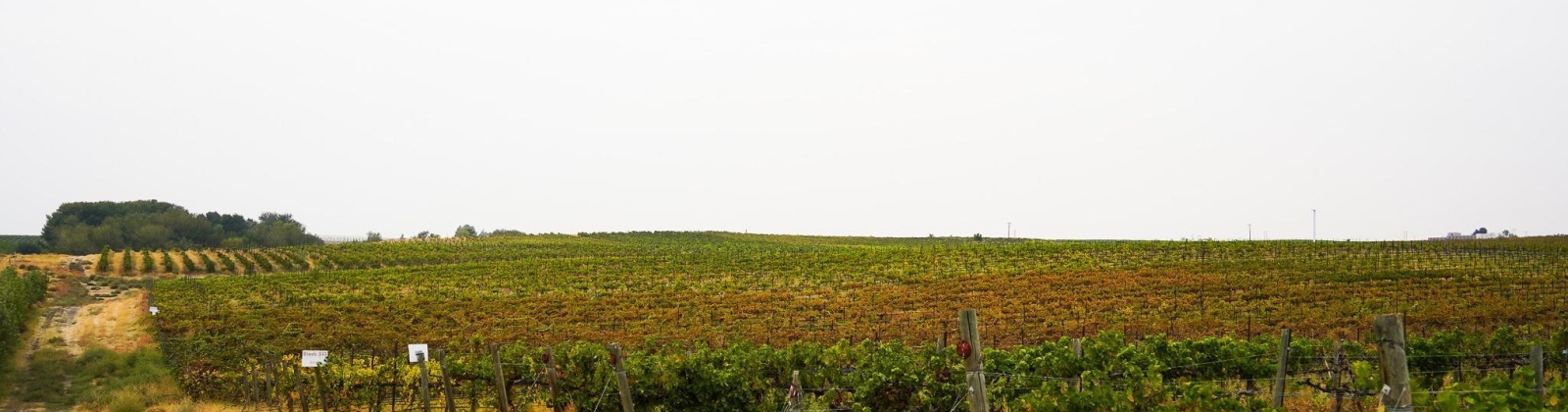 Hinzerling Rd., Prosser, Washington 99350, 0 , 0 ,0,Agricultural Land,For Sale,Hinzerling Rd.,0,287840