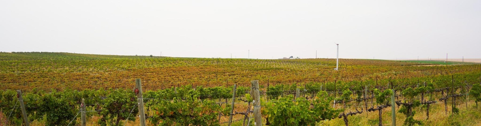 Hinzerling Rd., Prosser, Washington 99350, 0 , 0 ,0,Agricultural Land,For Sale,Hinzerling Rd.,0,287840