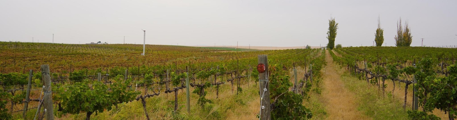 Hinzerling Rd., Prosser, Washington 99350, 0 , 0 ,0,Agricultural Land,For Sale,Hinzerling Rd.,0,287840