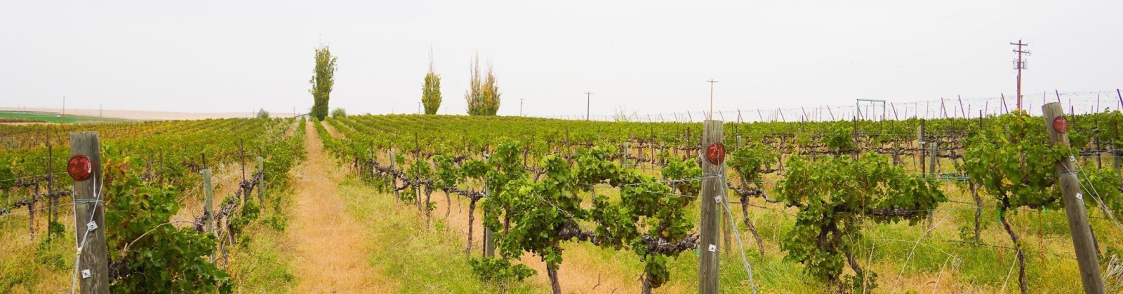 Hinzerling Rd., Prosser, Washington 99350, 0 , 0 ,0,Agricultural Land,For Sale,Hinzerling Rd.,0,287840