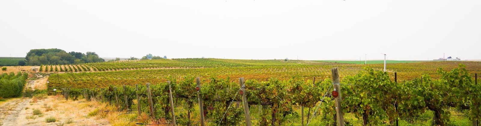 Hinzerling Rd., Prosser, Washington 99350, 0 , 0 ,0,Agricultural Land,For Sale,Hinzerling Rd.,0,287840