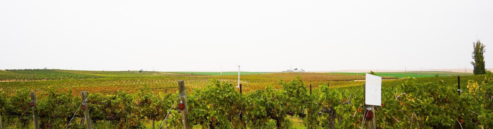 Hinzerling Rd., Prosser, Washington 99350, 0 , 0 ,0,Agricultural Land,For Sale,Hinzerling Rd.,0,287840