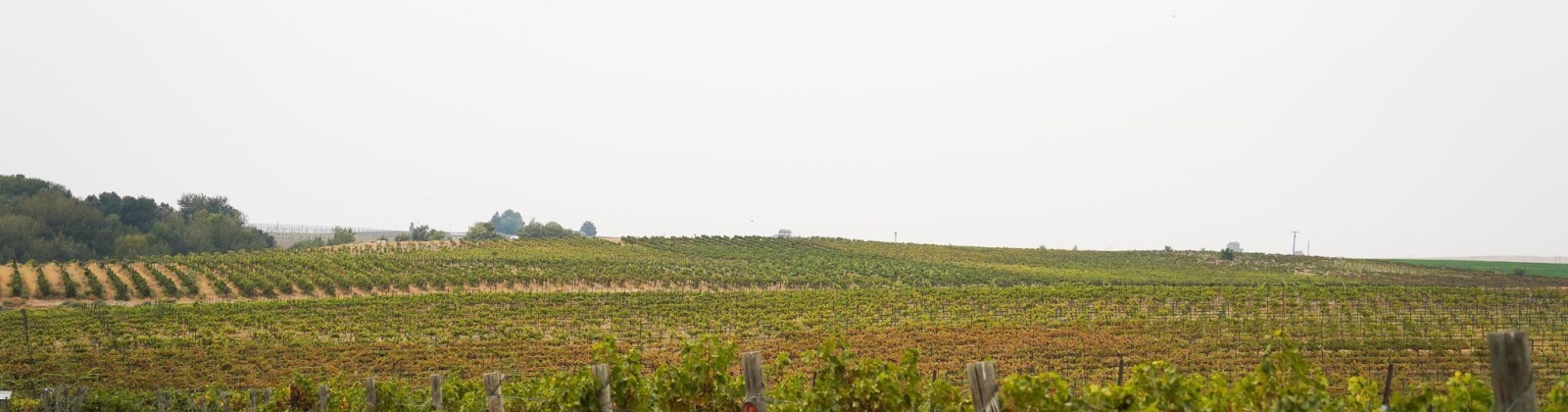 Hinzerling Rd., Prosser, Washington 99350, 0 , 0 ,0,Agricultural Land,For Sale,Hinzerling Rd.,0,287840