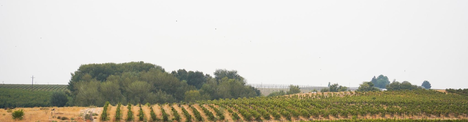 Hinzerling Rd., Prosser, Washington 99350, 0 , 0 ,0,Agricultural Land,For Sale,Hinzerling Rd.,0,287840