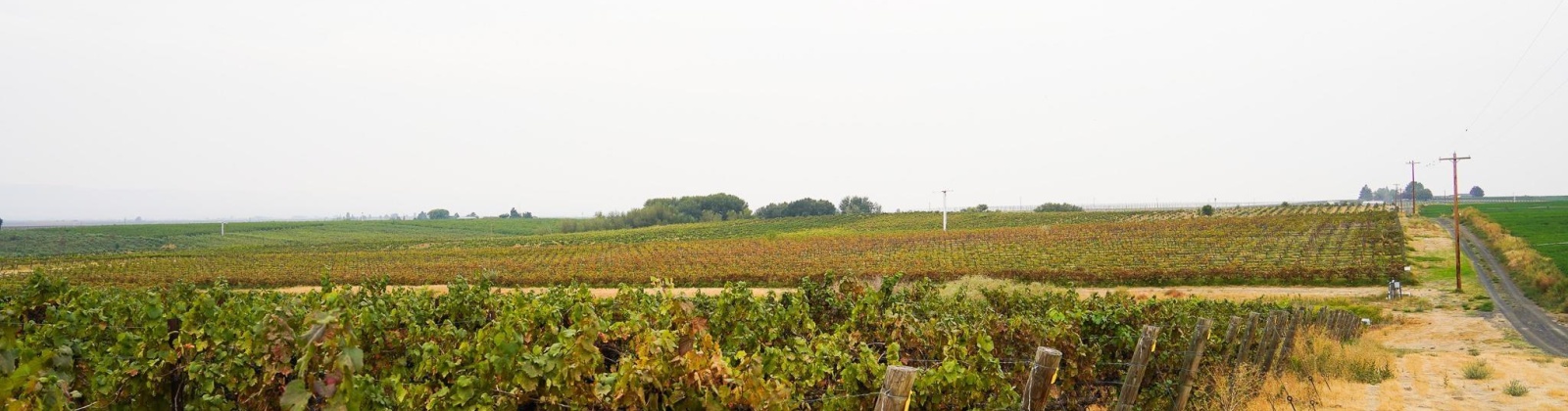 Hinzerling Rd., Prosser, Washington 99350, 0 , 0 ,0,Agricultural Land,For Sale,Hinzerling Rd.,0,287840