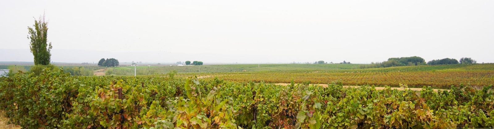 Hinzerling Rd., Prosser, Washington 99350, 0 , 0 ,0,Agricultural Land,For Sale,Hinzerling Rd.,0,287840