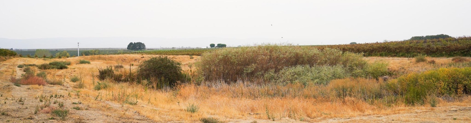 Hinzerling Rd., Prosser, Washington 99350, 0 , 0 ,0,Agricultural Land,For Sale,Hinzerling Rd.,0,287840