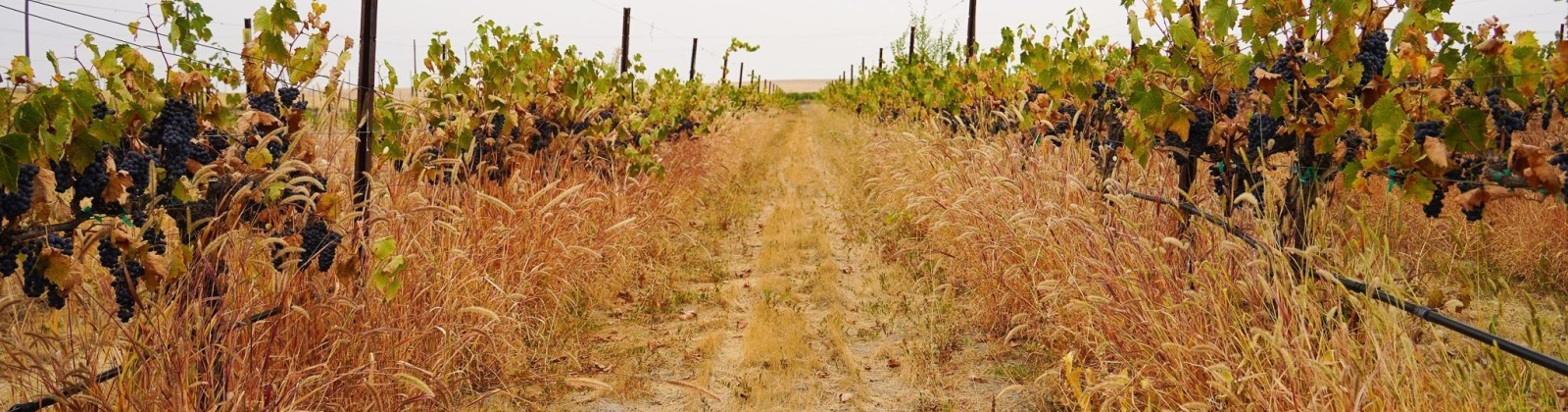 Hinzerling Rd., Prosser, Washington 99350, 0 , 0 ,0,Agricultural Land,For Sale,Hinzerling Rd.,0,287845