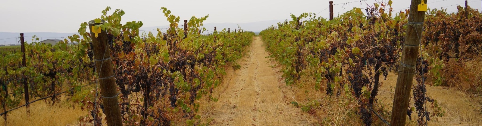 Hinzerling Rd., Prosser, Washington 99350, 0 , 0 ,0,Agricultural Land,For Sale,Hinzerling Rd.,0,287845