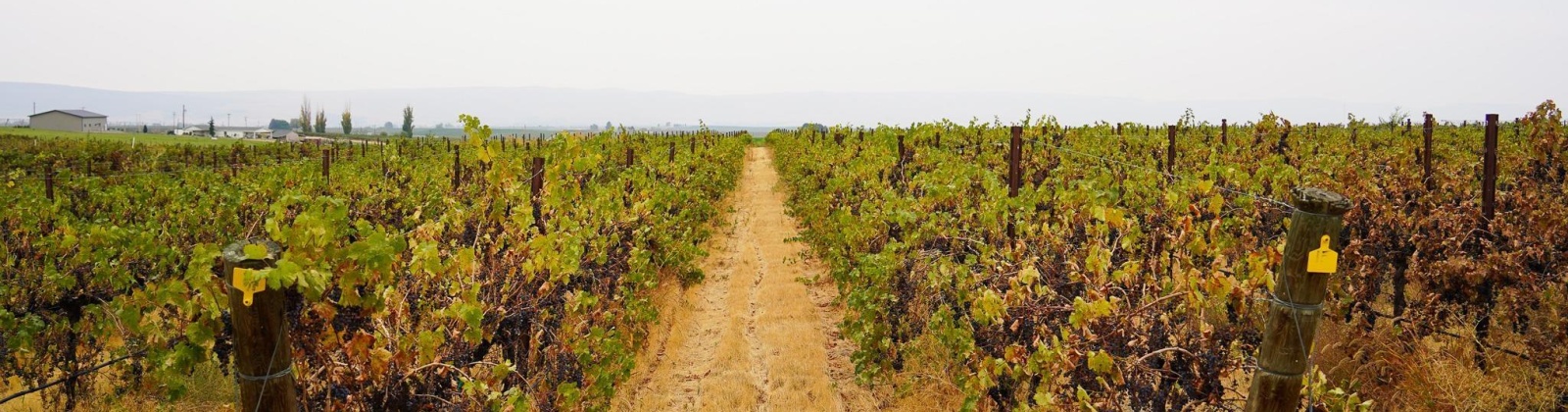 Hinzerling Rd., Prosser, Washington 99350, 0 , 0 ,0,Agricultural Land,For Sale,Hinzerling Rd.,0,287845