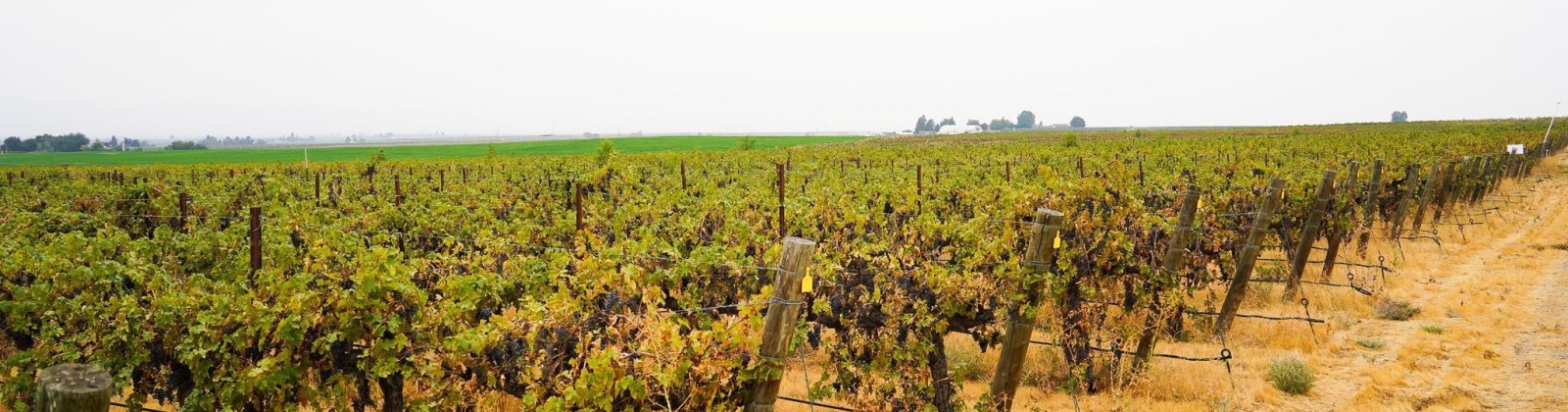 Hinzerling Rd., Prosser, Washington 99350, 0 , 0 ,0,Agricultural Land,For Sale,Hinzerling Rd.,0,287845