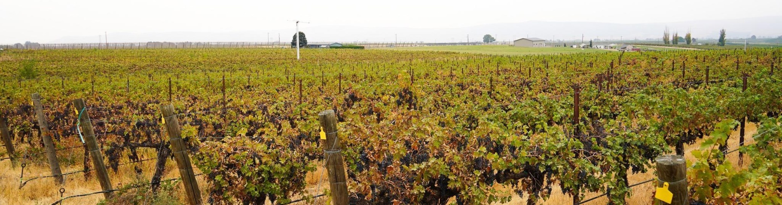 Hinzerling Rd., Prosser, Washington 99350, 0 , 0 ,0,Agricultural Land,For Sale,Hinzerling Rd.,0,287845