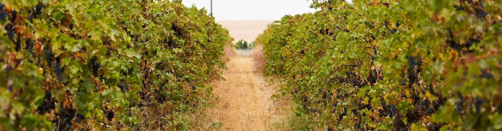 Hinzerling Rd., Prosser, Washington 99350, 0 , 0 ,0,Agricultural Land,For Sale,Hinzerling Rd.,0,287845