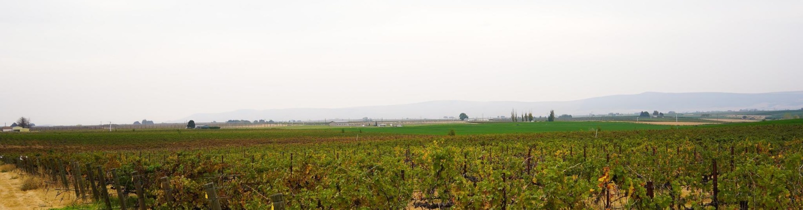 Hinzerling Rd., Prosser, Washington 99350, 0 , 0 ,0,Agricultural Land,For Sale,Hinzerling Rd.,0,287845