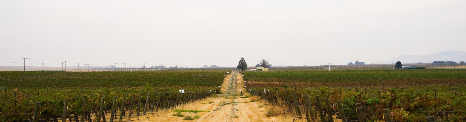 Hinzerling Rd., Prosser, Washington 99350, 0 , 0 ,0,Agricultural Land,For Sale,Hinzerling Rd.,0,287845