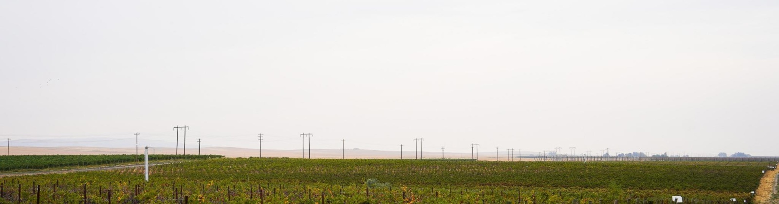 Hinzerling Rd., Prosser, Washington 99350, 0 , 0 ,0,Agricultural Land,For Sale,Hinzerling Rd.,0,287845