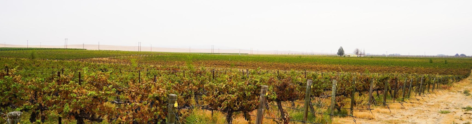 Hinzerling Rd., Prosser, Washington 99350, 0 , 0 ,0,Agricultural Land,For Sale,Hinzerling Rd.,0,287845