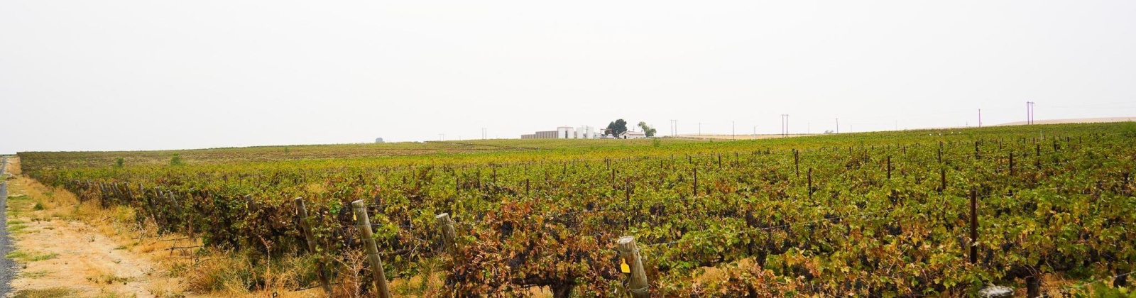 Hinzerling Rd., Prosser, Washington 99350, 0 , 0 ,0,Agricultural Land,For Sale,Hinzerling Rd.,0,287845