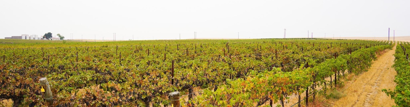 Hinzerling Rd., Prosser, Washington 99350, 0 , 0 ,0,Agricultural Land,For Sale,Hinzerling Rd.,0,287845