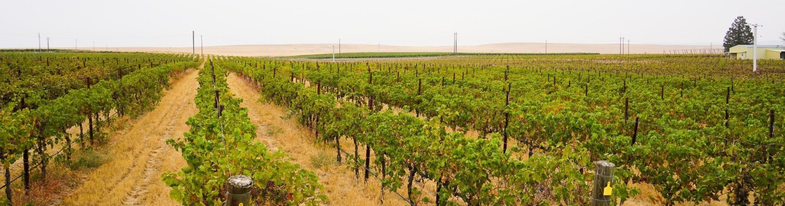 Hinzerling Rd., Prosser, Washington 99350, 0 , 0 ,0,Agricultural Land,For Sale,Hinzerling Rd.,0,287845