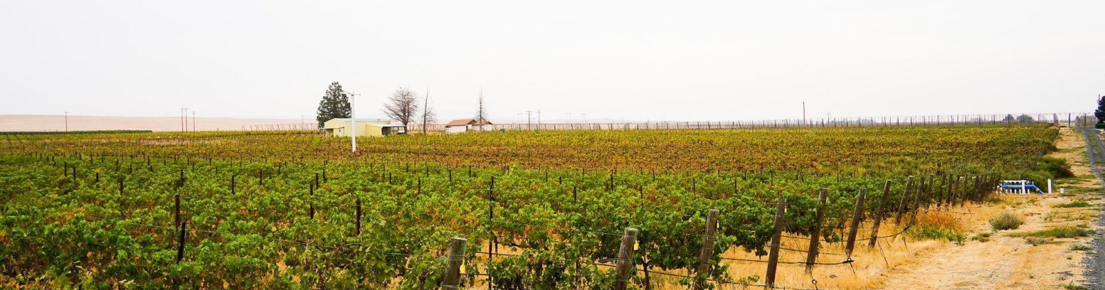 Hinzerling Rd., Prosser, Washington 99350, 0 , 0 ,0,Agricultural Land,For Sale,Hinzerling Rd.,0,287845