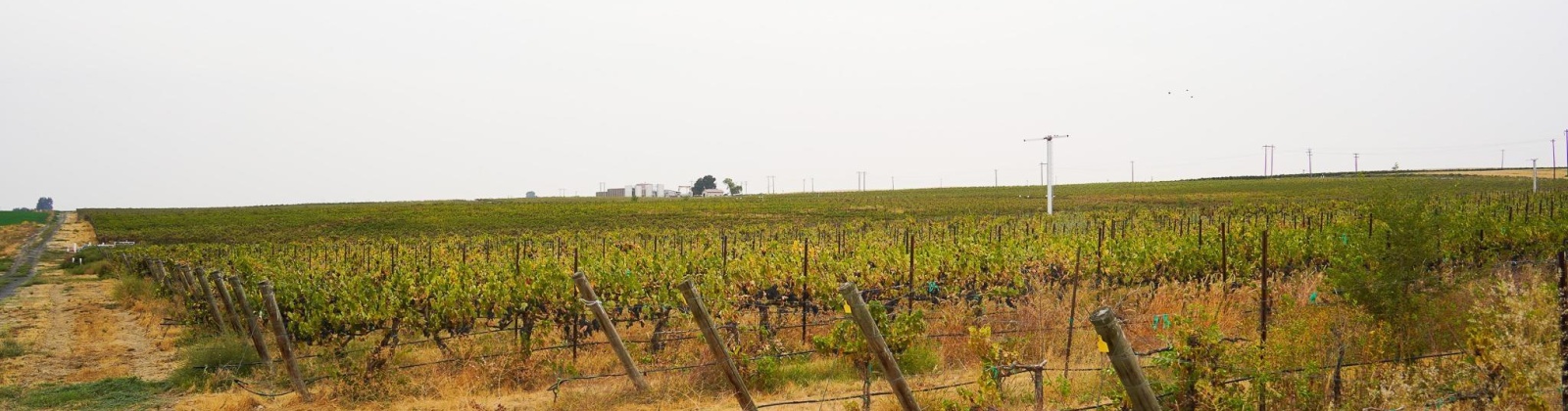 Hinzerling Rd., Prosser, Washington 99350, 0 , 0 ,0,Agricultural Land,For Sale,Hinzerling Rd.,0,287845