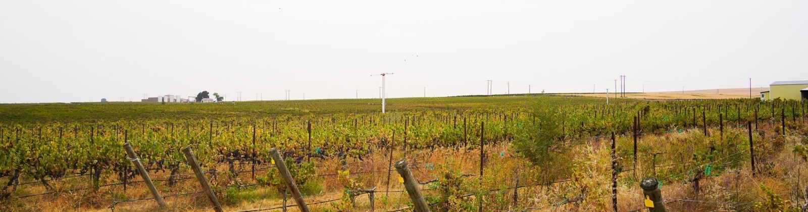 Hinzerling Rd., Prosser, Washington 99350, 0 , 0 ,0,Agricultural Land,For Sale,Hinzerling Rd.,0,287845