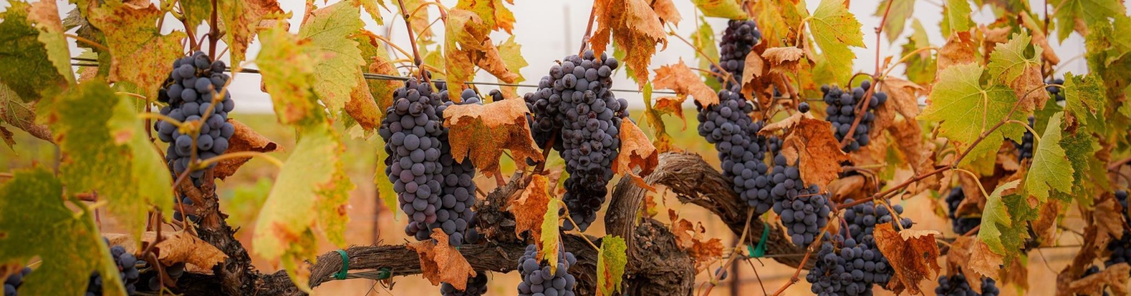 Hinzerling Rd., Prosser, Washington 99350, 0 , 0 ,0,Agricultural Land,For Sale,Hinzerling Rd.,0,287845