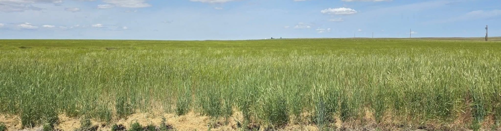 Crosby Rd, Prosser, Washington 99350, 0 , 0 ,0,Agricultural Land,For Sale,Crosby Rd,0,287992