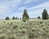 Duree Rd, Bickleton, Washington 99322, 0 , 0 ,0,Agricultural Land,For Sale,Duree Rd,0,288004