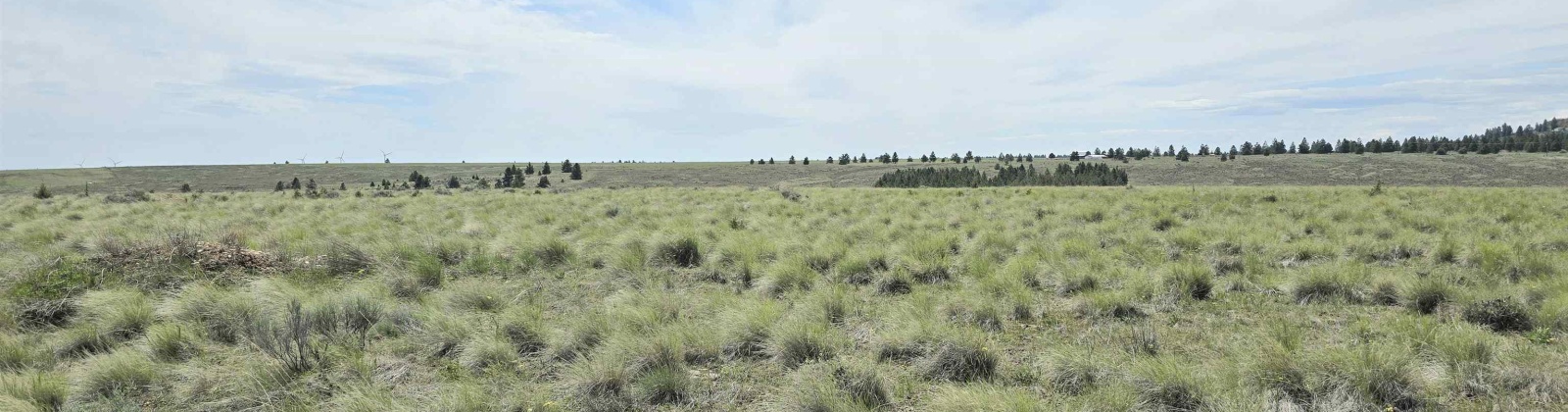 Duree Rd, Bickleton, Washington 99322, 0 , 0 ,0,Agricultural Land,For Sale,Duree Rd,0,288004