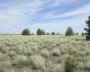 Duree Rd, Bickleton, Washington 99322, 0 , 0 ,0,Agricultural Land,For Sale,Duree Rd,0,288004