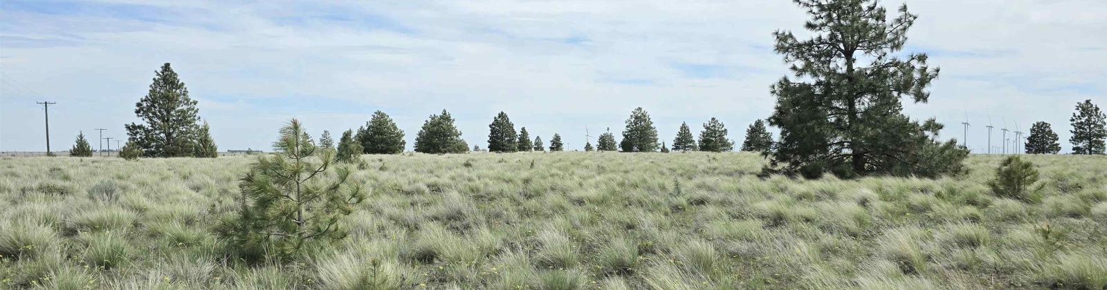 Duree Rd, Bickleton, Washington 99322, 0 , 0 ,0,Agricultural Land,For Sale,Duree Rd,0,288004