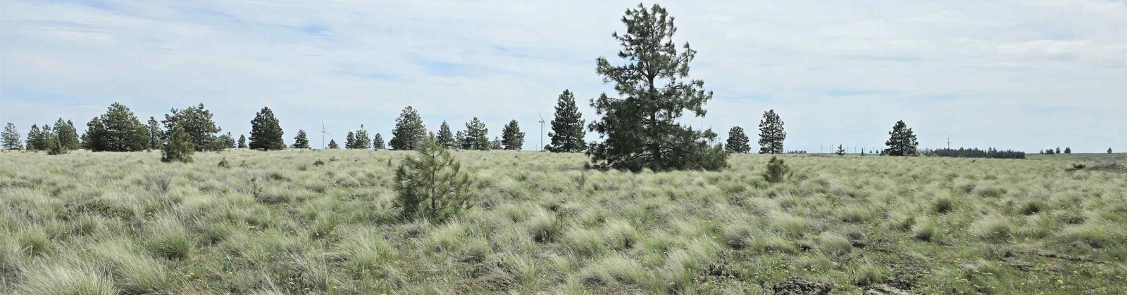 Duree Rd, Bickleton, Washington 99322, 0 , 0 ,0,Agricultural Land,For Sale,Duree Rd,0,288004