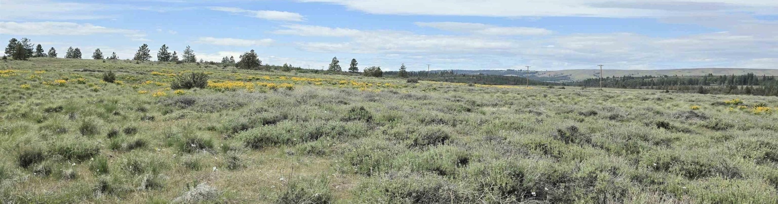 MIDDLE RD, Bickleton, Washington 99322, 0 , 0 ,0,Agricultural Land,For Sale,MIDDLE RD,0,288005