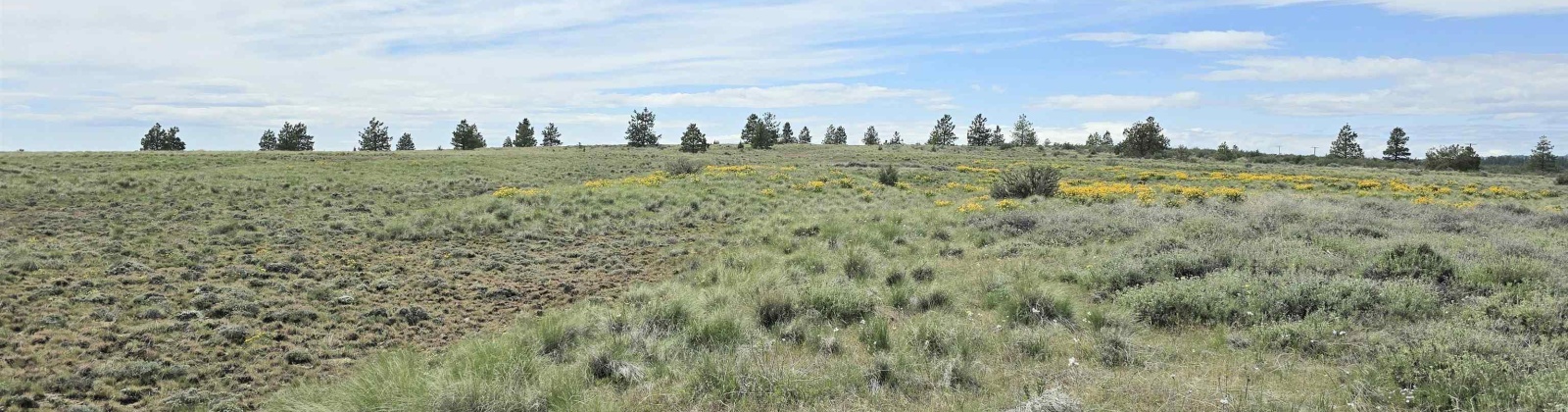 MIDDLE RD, Bickleton, Washington 99322, 0 , 0 ,0,Agricultural Land,For Sale,MIDDLE RD,0,288005