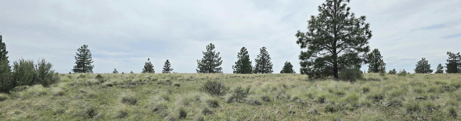 MIDDLE RD, Bickleton, Washington 99322, 0 , 0 ,0,Agricultural Land,For Sale,MIDDLE RD,0,288005